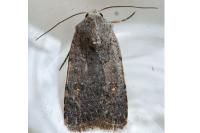 Caradrina flavirena/noctivaga
