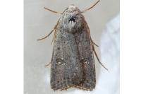 Caradrina flavirena/noctivaga