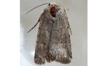 Caradrina flavirena/noctivaga