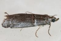 Acrobasis obliqua