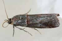 Acrobasis obliqua