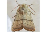 Charanyca trigrammica