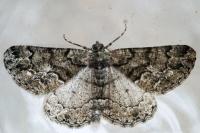 Peribatodes ilicaria ilicaria