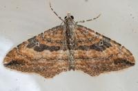 Nycterosea obstipata