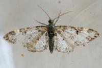 Eupithecia irriguata