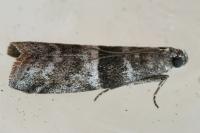 Elegia similella/atrifasciella