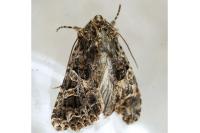 Hadena bicruris
