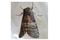 Tethea ocularis