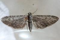 Eupithecia unedonata