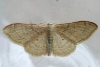 Idaea