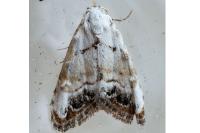 Nola infantula