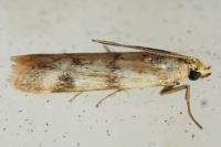 Homoeosoma sinuella