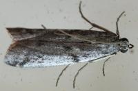 Phycitodes