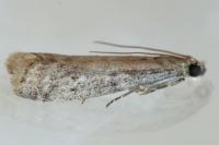 Ephestia
