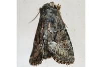 Oligia latruncula