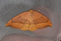 Watsonalla cultraria