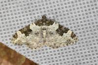 Xanthorhoe fluctuata