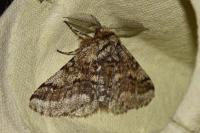 Lycia hirtaria