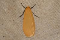 Wittia sororcula
