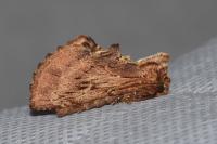 Ptilodon capucina
