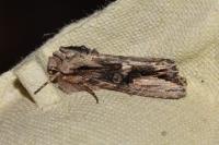 Egira conspicillaris