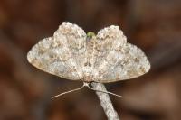 Ectropis crepuscularia