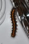 Euplagia quadripunctaria