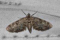 Eupithecia tantillaria