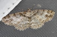 Paradarisa consonaria