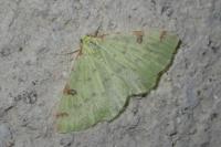 Opisthograptis luteolata