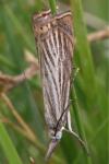 Chrysoteuchia culmella