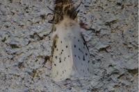 Spilosoma lubricipeda