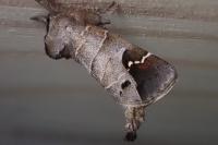 Clostera anachoreta
