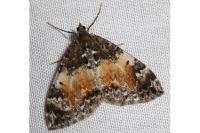 Dysstroma truncata
