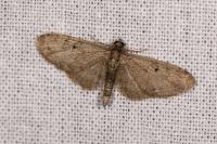 Eupithecia tantillaria