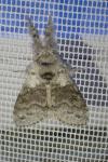 Calliteara pudibunda