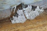 Xanthorhoe fluctuata