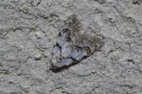 Nola confusalis