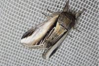 Pheosia tremula
