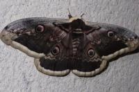 Saturnia pyri