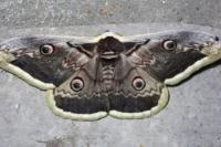 Saturnia pyri