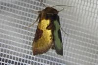 Diachrysia chrysitis/stenochrysis