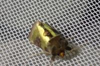Diachrysia chrysitis/stenochrysis