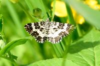 Epirrhoe tristata