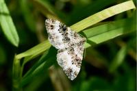 Epirrhoe