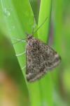 Pyrausta despicata