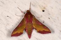 Deilephila porcellus