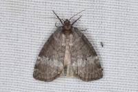 Ochropacha duplaris