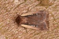 Ochropleura plecta