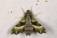 Proserpinus proserpina